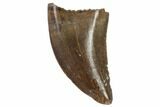 Small Theropod Tooth (Raptor) - Montana #87930-1